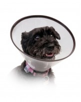 Kołnierz ochronny dla zwierząt typu Clik z obszyciem