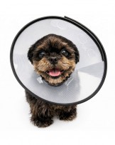 Kołnierz ochronny dla zwierząt typu Clik z obszyciem